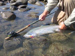 guided fly fishing on the Skeena River was King today.  Just about all species of Salmon and even a Steelhead were caught.